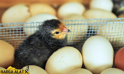 Tips Sukses Dalam Penetasan Telur