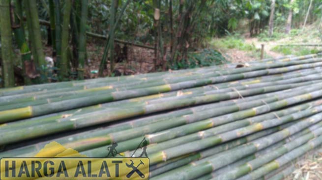 2. Harga Bambu Apus Per Batang