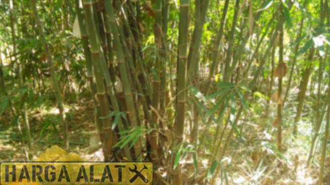 4. Harga Bambu Ater Per Batang