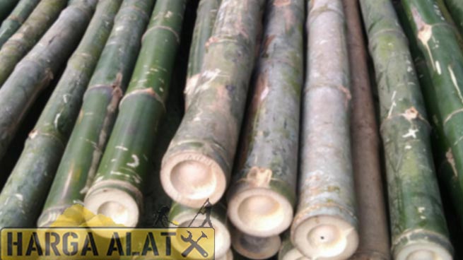 7. Harga Bambu Ampel Per Batang