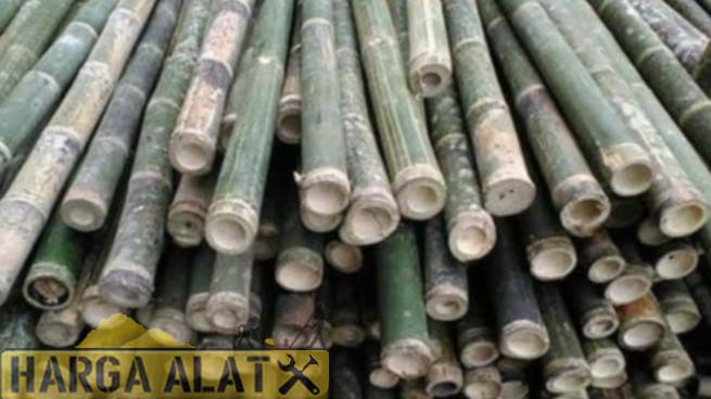 8. Harga Bambu Steger Per Batang