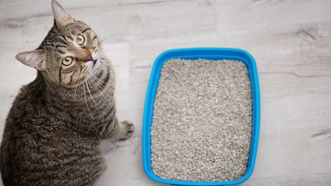 Harga Pasir Kucing 1 Kg di Petshop yang Murah
